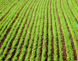 Після відновлення вегетації озимій пшениці загрожує борошниста роса